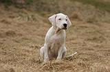 DOGUE ARGENTIN 202
